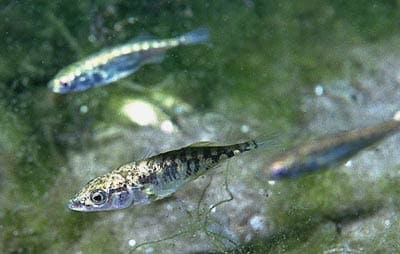 рыба Трёхиглая колюшка (Gasterosteus aculeatus)