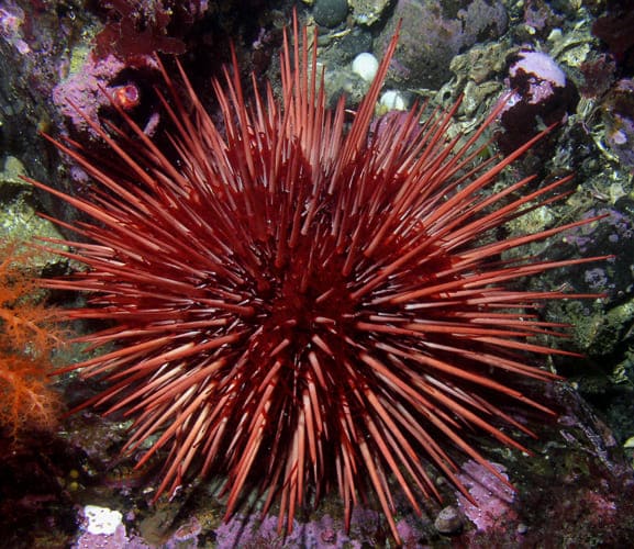 Морской ёж Красного моря (Strongylocentrotus franciscanus) — пренебрежимое старение