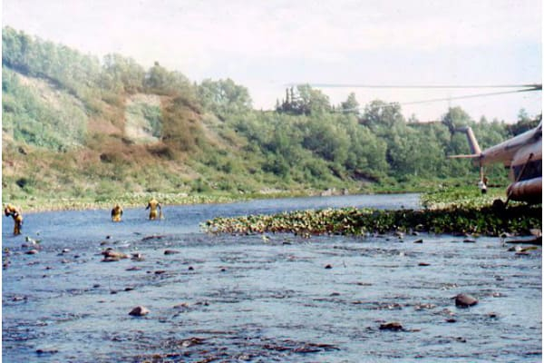 Расселение жемчужницы в реке Стрельна