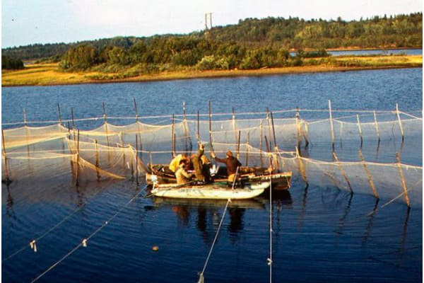 Рыбоучетное заграждение на реке Кица