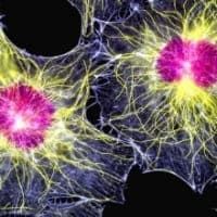 способ получения стволовых клеток