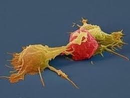 раковые клетки