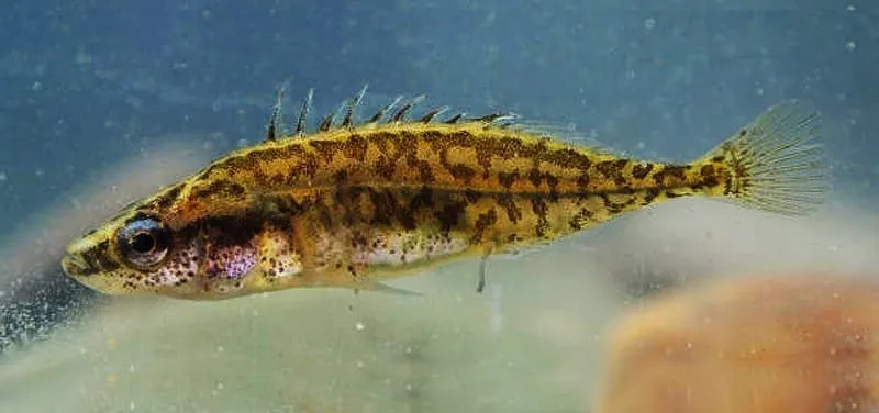 Леюрус Арктика плюс