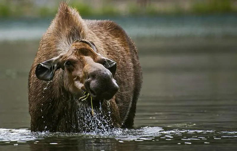 Лосиха не любит шуток
