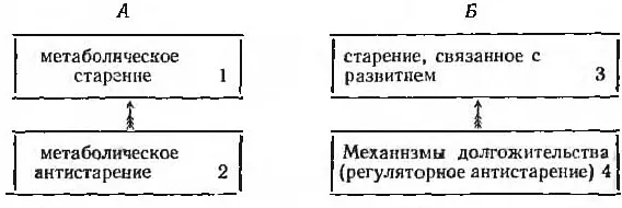 дильман большие биологические часы