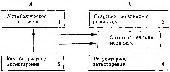 дильман большие биологические часы