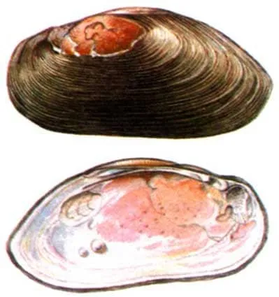 Обыкновенная жемчужница Красная книга России