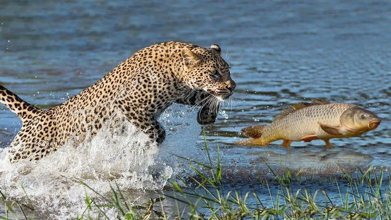 Ягуар Panthera onca ловит рыбу
