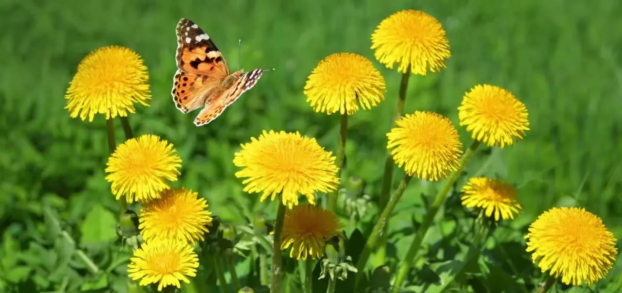 корень одуванчика лечит рак