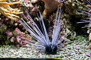 Echinoidea