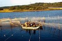 эликсир жизни Зюганова