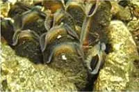 Жемчужница Margaritifera margaritifera