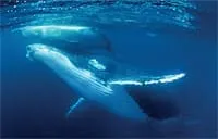 Рецепты бессмертия