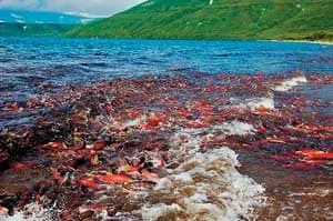 камчатка время нереста