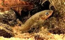 Самец колюшки