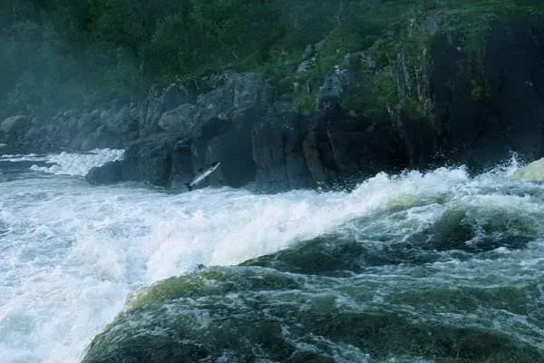 Лосось, прыгающий в водопаде