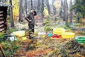 Леюрус Арктика плюс